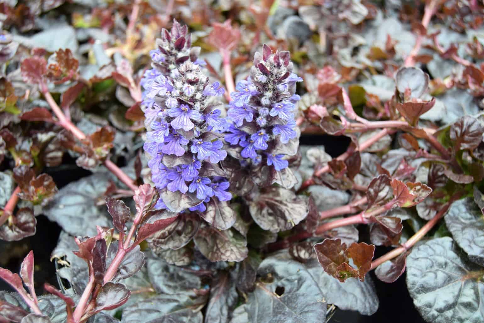 Ajuga reptans 'Black Scallop'